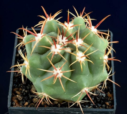 Ferocactus_viridescens